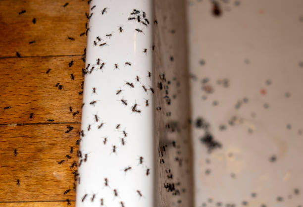 Best Wildlife Control Services  in Fraser, MI