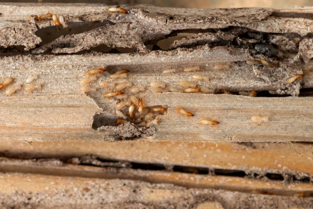 Best Bed Bug Extermination  in Fraser, MI